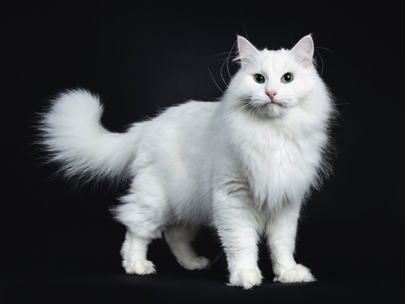 Белый сибирский кот фото