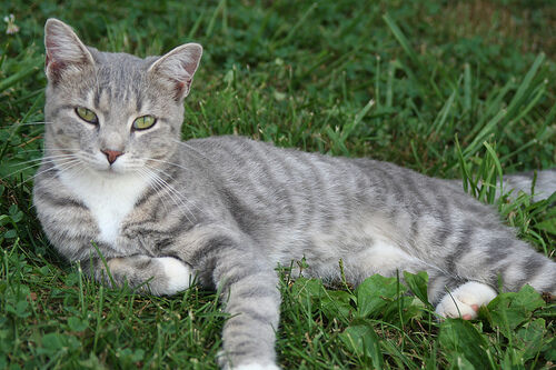 grey tabby with green eyes