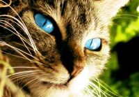 Blue Eyes by Leachz