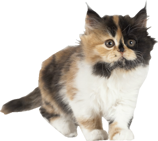 MaanhartPet1.gif