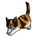 Kitten versie