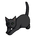 Kitten versie