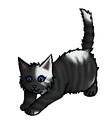Kitten versie