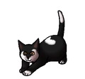 Kitten versie