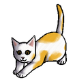 Kitten versie
