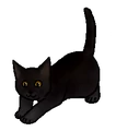 Kitten versie