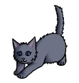 Kitten versie