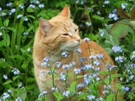 Goudsbloem.afbeelding