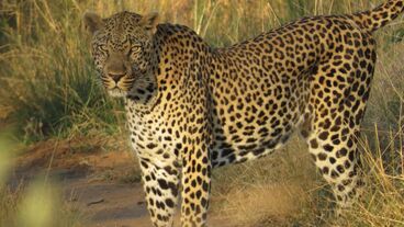 4356 fullimage luipaard panthera pardus marc bondewel 1100x618.jpg