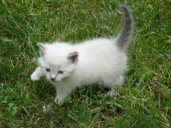 White cat with grey ears and tail and blue eyes sale