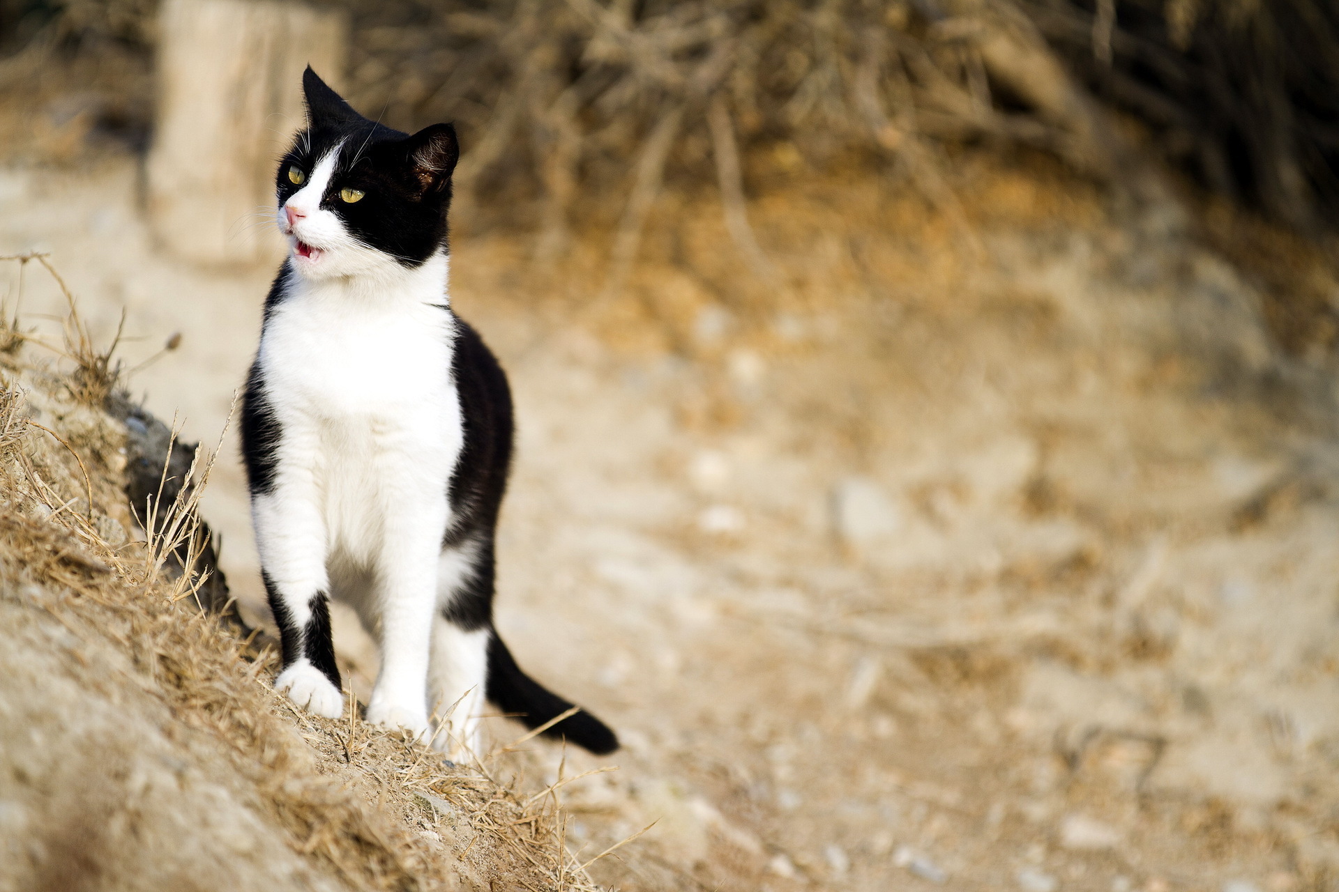 Черно белая кошка