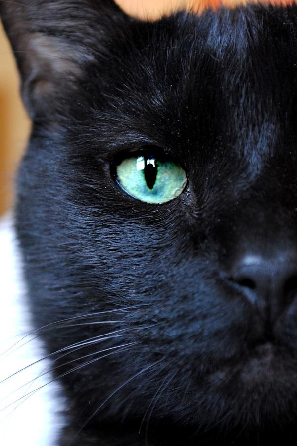 Black cat eye