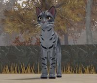 New Cat Model | Warrior Cats: Ultimate Edition (WCUE) Wiki | Fandom
