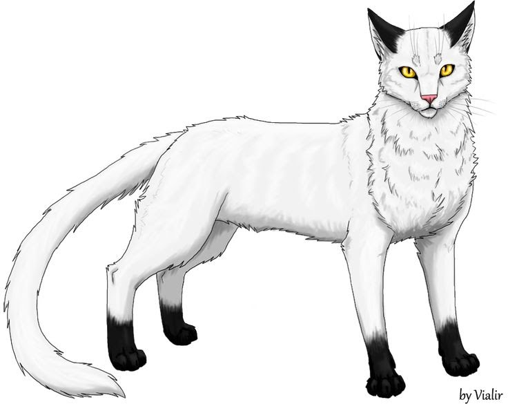 Blackfoot | Warrior Cats Villains Wiki | Fandom