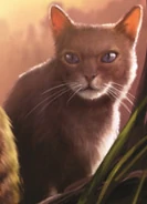 Frostpfote auf dem Cover von Wind[40]