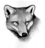 Fox.SotC.png