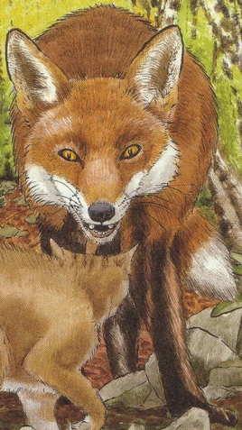 Fuchs
