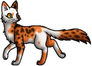 Katze der Berge