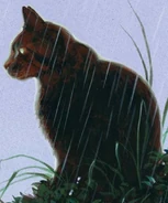 Braunstern in Von Helden und Verrätern und The Ultimate Guide (2013)