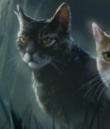 Tigerstern auf dem Cover von Shadow[112]