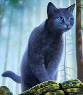 Blaustern auf dem Cover von Bluestar's Prophecy[82]