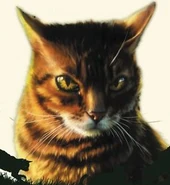 Tigerherz auf dem Cover von Tigerheart's Shadow[114][115]