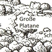 Die Große Platane