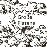 Platane