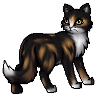 Kategorie:Hauskätzchen | Warrior Cats Wiki | Fandom