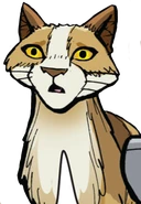 Ampferpfote in Der Dieb des DonnerClans