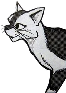 Ampferpfote in Ein Clan in Not