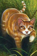 Warrior Cats Wiki Artikel Des Monats 2018 Warrior Cats Wiki Fandom