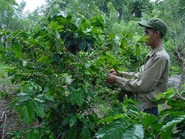 Бойцы EJT собирают урожай.