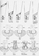 Знаки различия в линейной пехоте Неаполитанской армии.