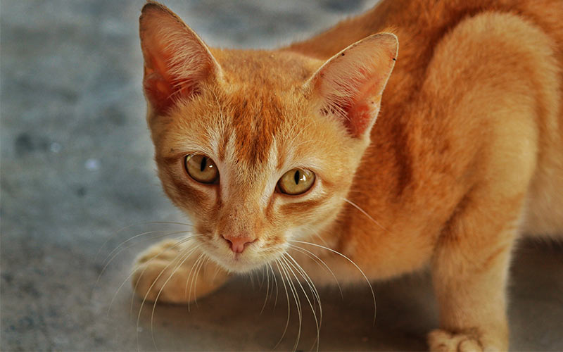 Download wallpaper cat, background, portrait, red, muzzle, cat, section cats in