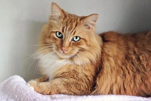 Ryeheart (RainyHeart) | Warrior Clan Cats Wiki | Fandom