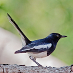 Magpie