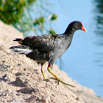 Moorhen