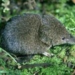 Shrew