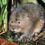 Water Vole