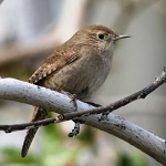 Wren