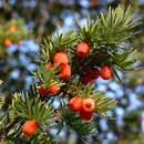 Смерть-ягоды