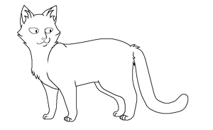 Шаблон короткошёрстного кота/кошки