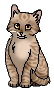 Одноусик (котёнок)