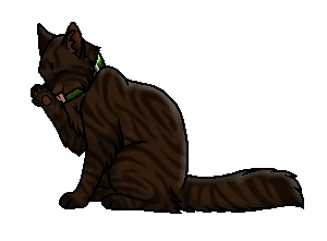 Ravenpaw Warrior cats  Кот-воитель, Кот, Герои