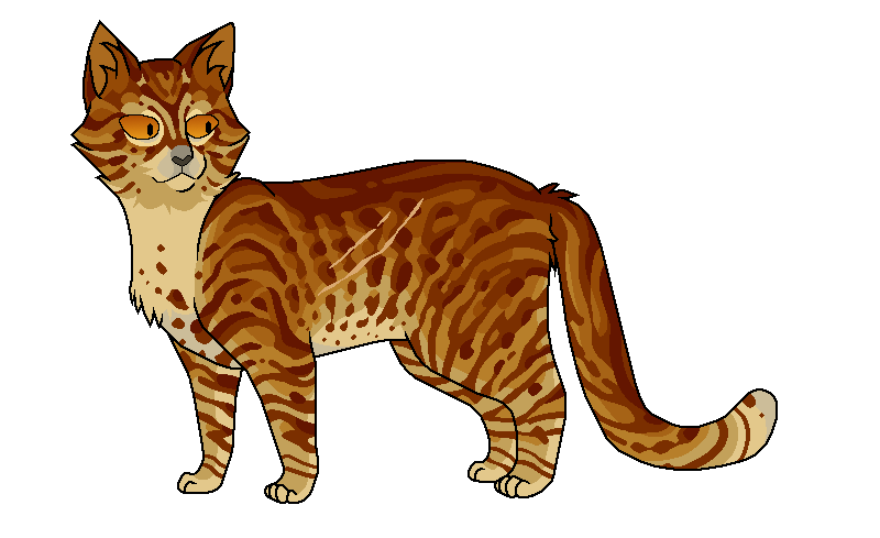 Ravenpaw Warrior cats  Кот-воитель, Кот, Герои