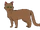 Крапивник (Небесное племя)
