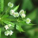 Подмаренник