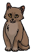 Шиповничек (котёнок)