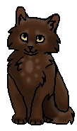 Царапка (?) (котёнок)